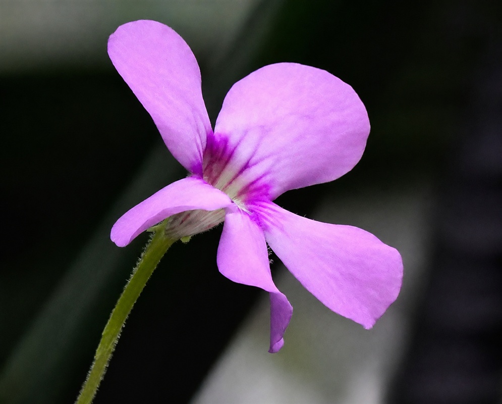 Pinguicula esseriana violet-pink flower with five unequal lobes and a darker striped throat