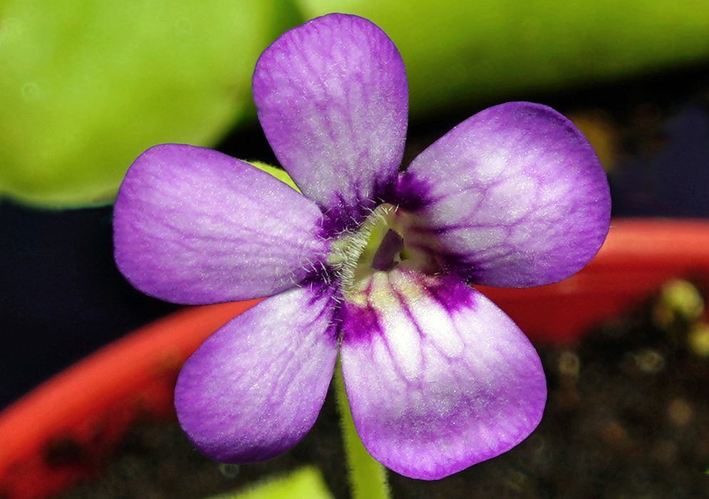 Purple with white and yellow Pinguicula gigantea flower