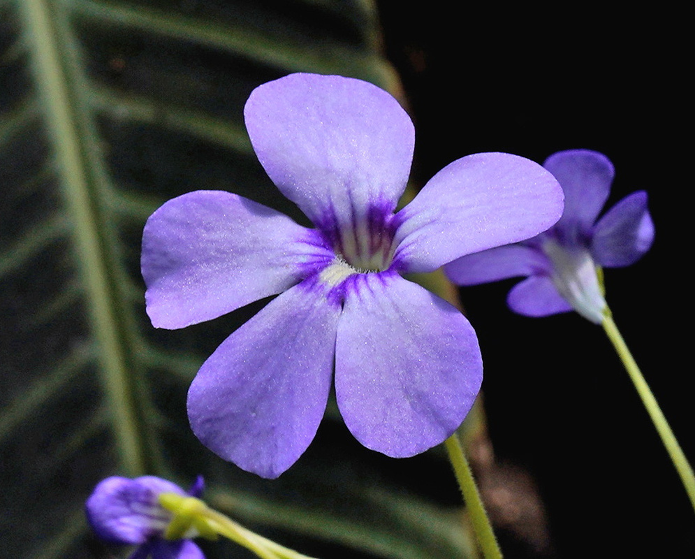 Pinguicula × Tina violet five lobed flower held on a slender stem against dark foliage