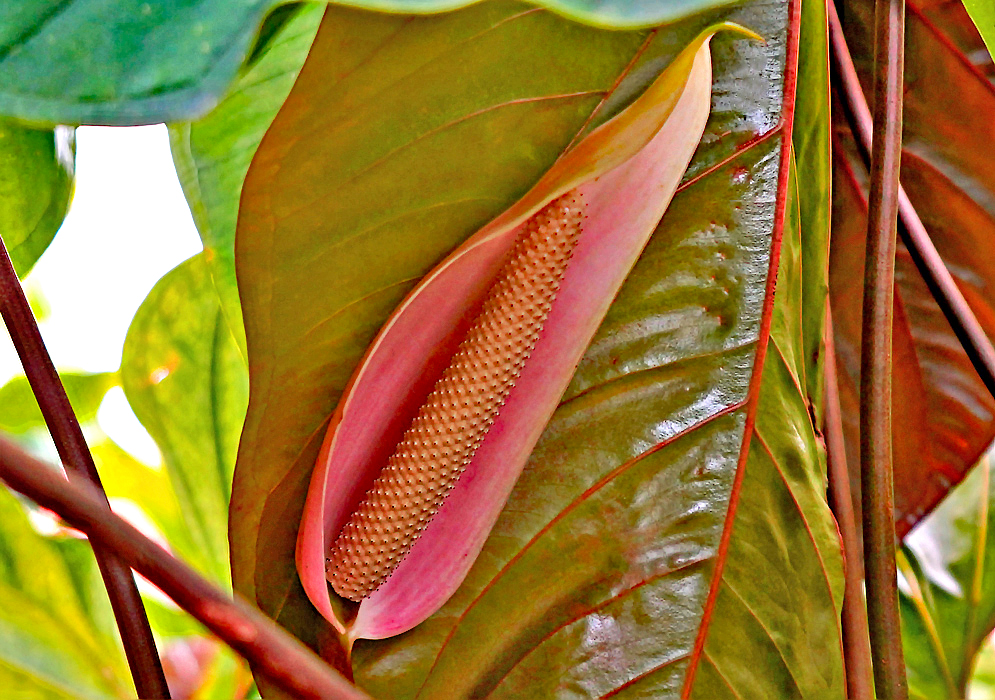 A plum-color pinkish Anthurium nymphaeifolium spathe with a light rust-color spadix in front of a new olive green leaf with red veins