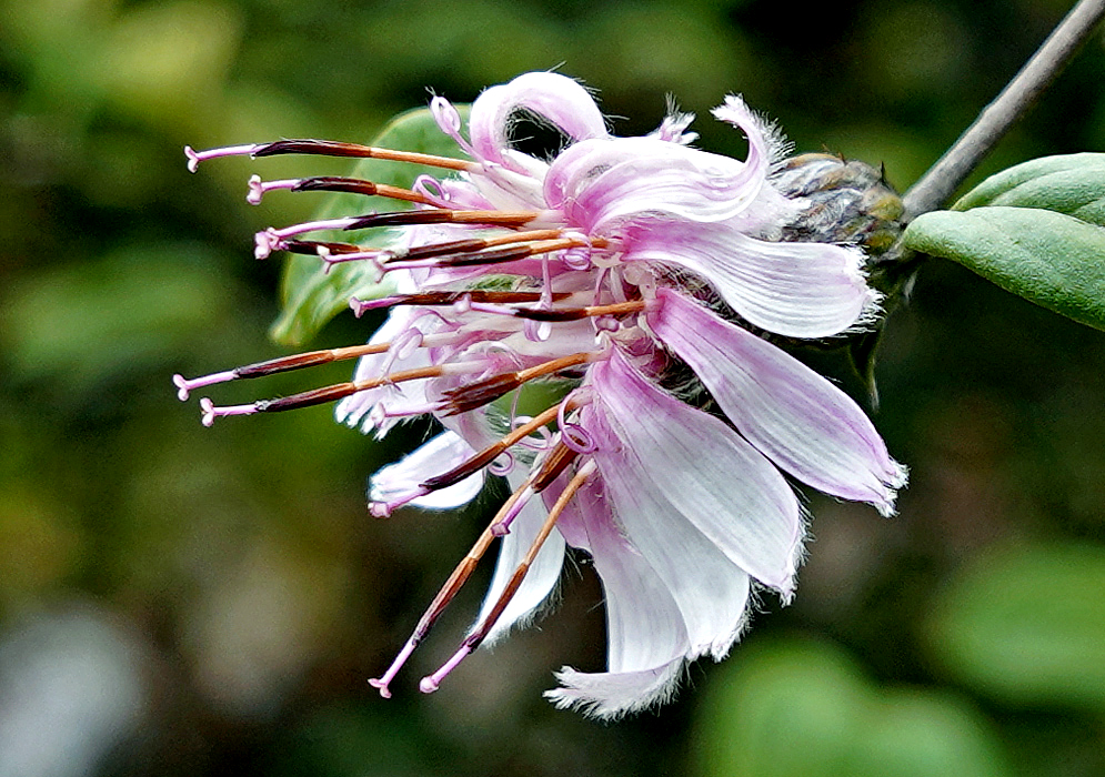 White and pink Barnadesia spinosa flower with dark colored filaments