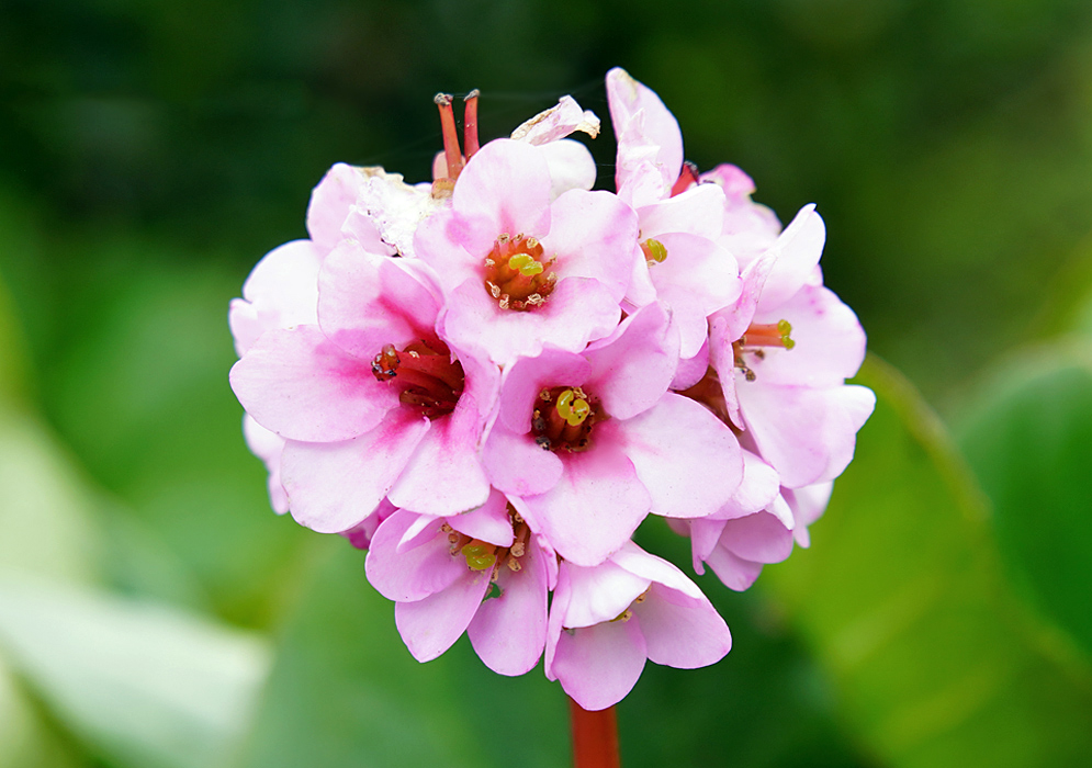 A pink Bergenia crassifolia flower cluster