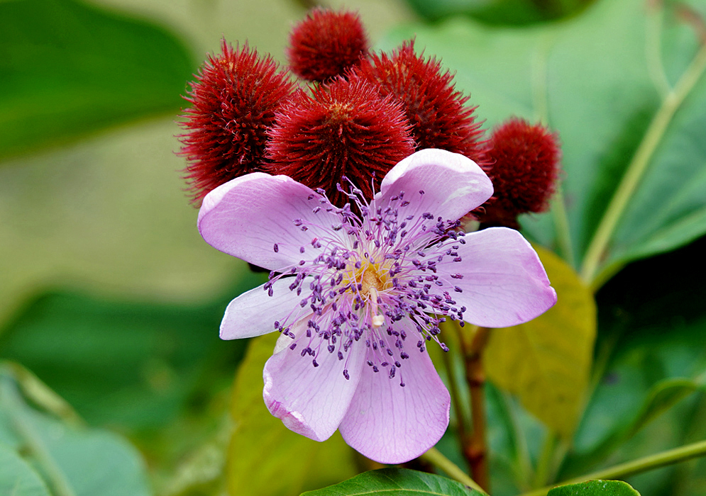 Pink Bixa orellana flower with purple anthers and a white stigma