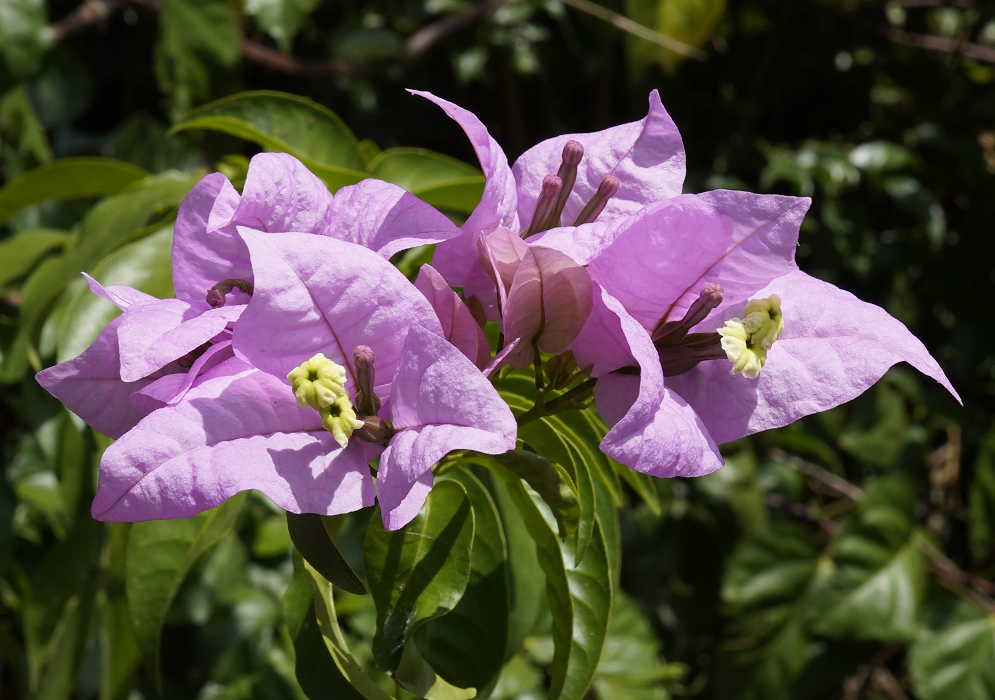 White Bougainvillea flowers with pink bracts in sunlight