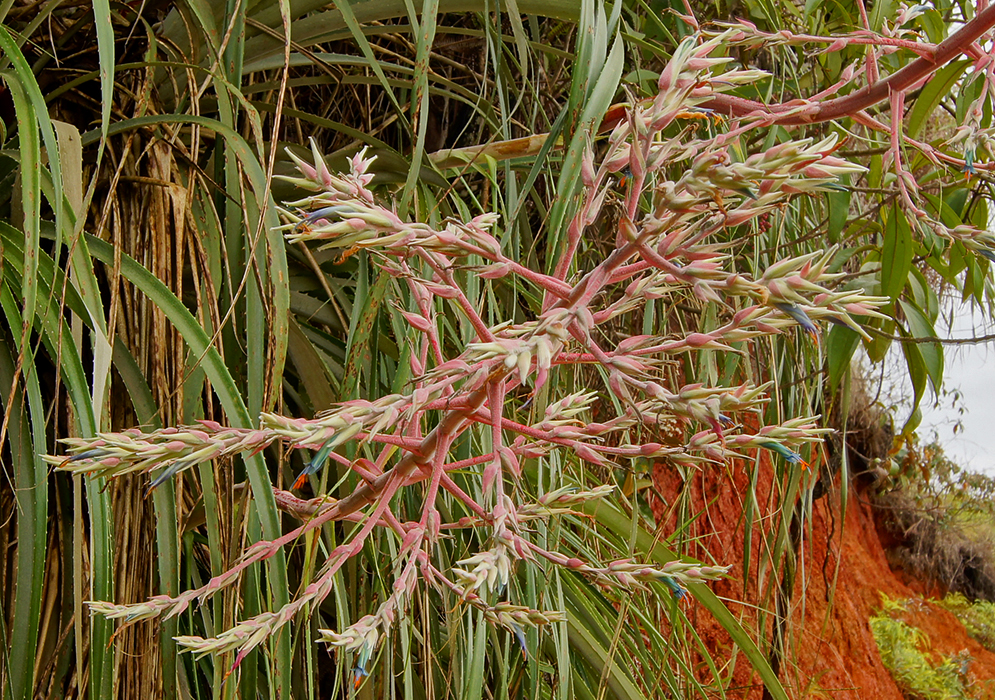 Pinkish spike with light green bracts and a blue flower with orange stamens 