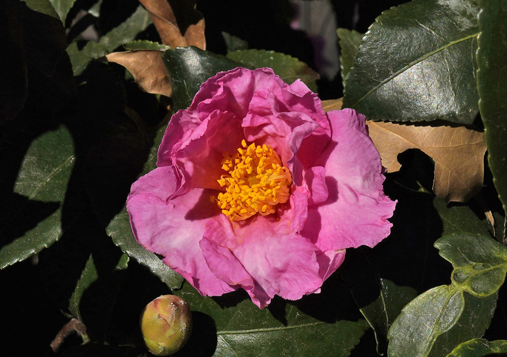 A dark pink Camellia japonica double flower with yellow stamens