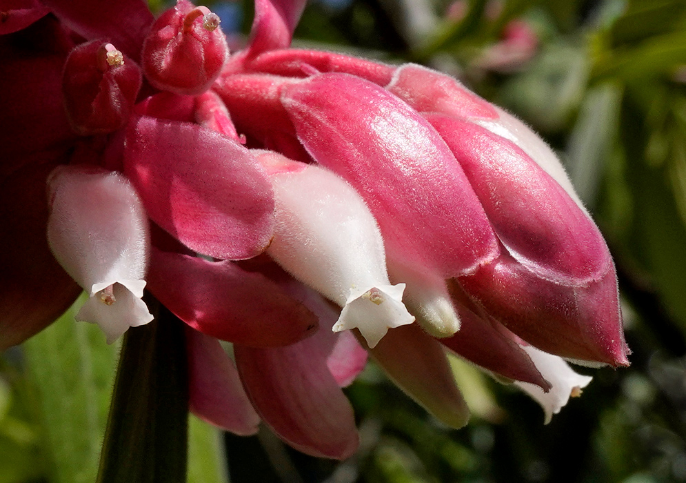 Cavendishia pubescens Pink Flowers Close-up of the pale pink and white tubular flowers of Cavendishia pubescens, showing their waxy texture and star-shaped tips under bright sunlight