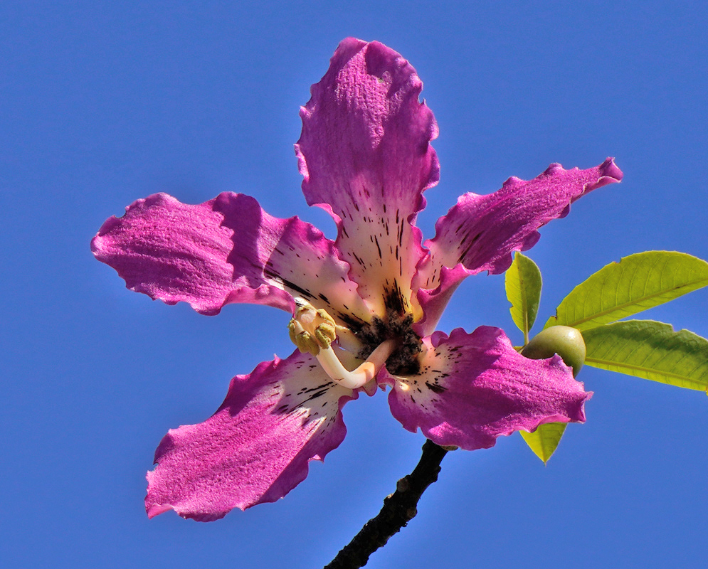 Ceiba Speciosa Pink Bloom A vivid pink Ceiba speciosa flower with ruffled petals and a creamy white center speckled with dark markings, blooming against a clear blue sky and accompanied by green leaves