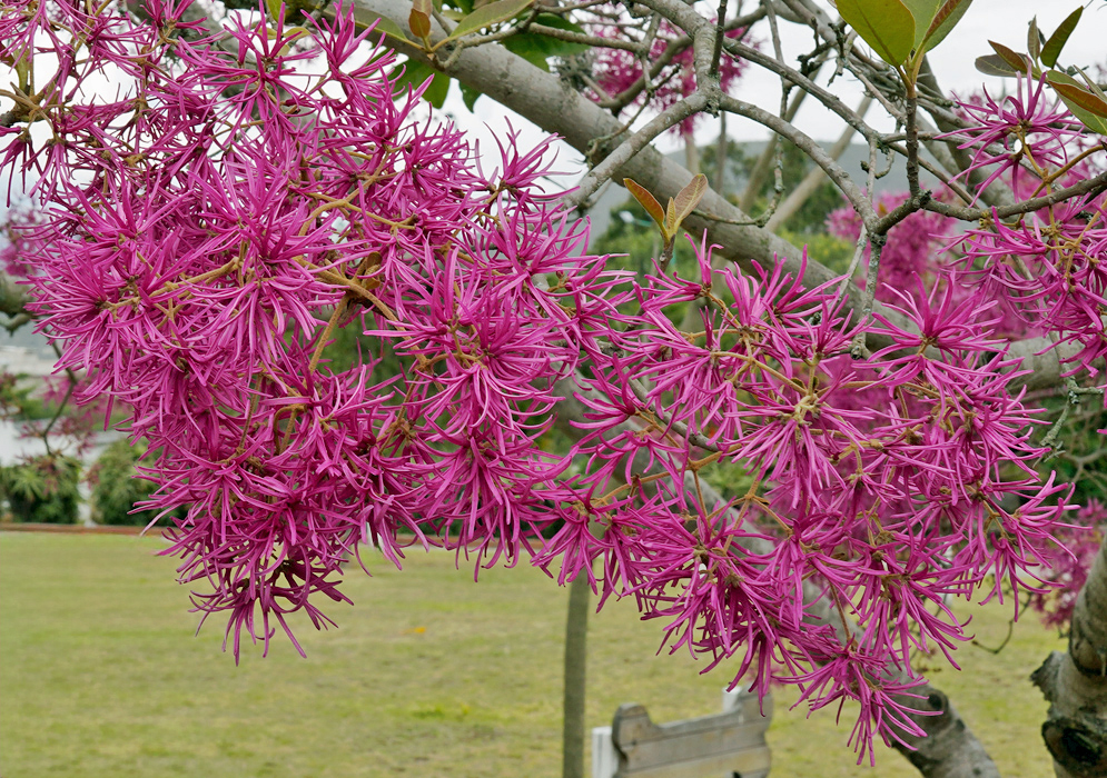 Chionanthus pubescens Pink Flowers Dense cluster of vivid pink Chionanthus pubescens blossoms with narrow, elongated petals hanging from bare tree branches