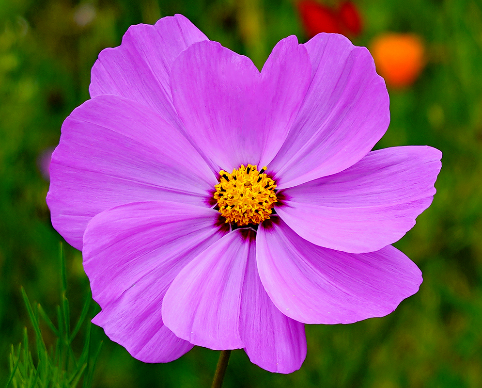 A bright pink Cosmos bipinnatus flower with a yellow disk