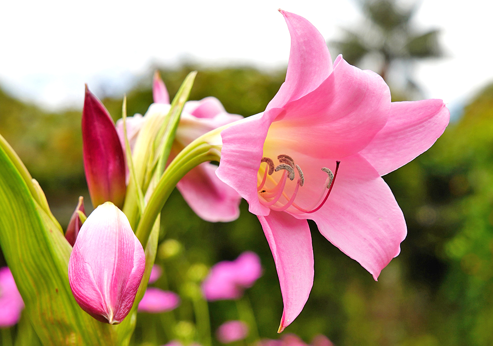 One pink Crinum powellii flower with grey and brown anthers and one pink flower bud