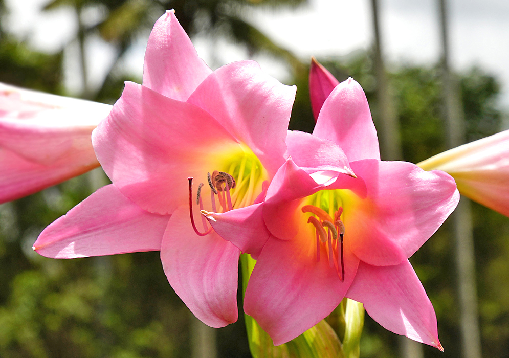 Two pink Crinum powellii flowers with glowing yellow-green throats