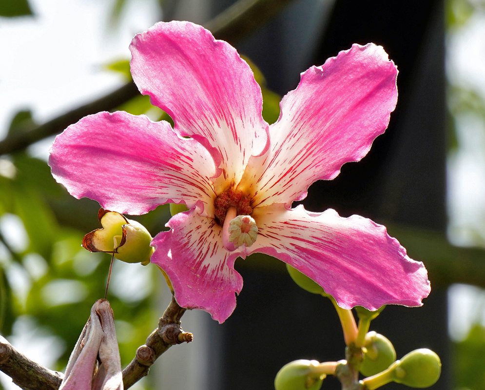 Ceiba Speciosa Pink Flower A vibrant close-up of a Ceiba speciosa flower showing five wide petals in shades of pink with a creamy white center, set against blurred green leaves