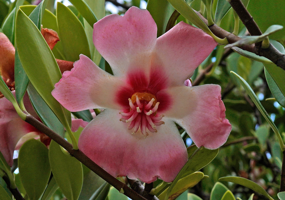 A front-facing pink Clusia orthoneura flower with wide petals and a red central ring surrounding a glossy orange ovary and curled stamens