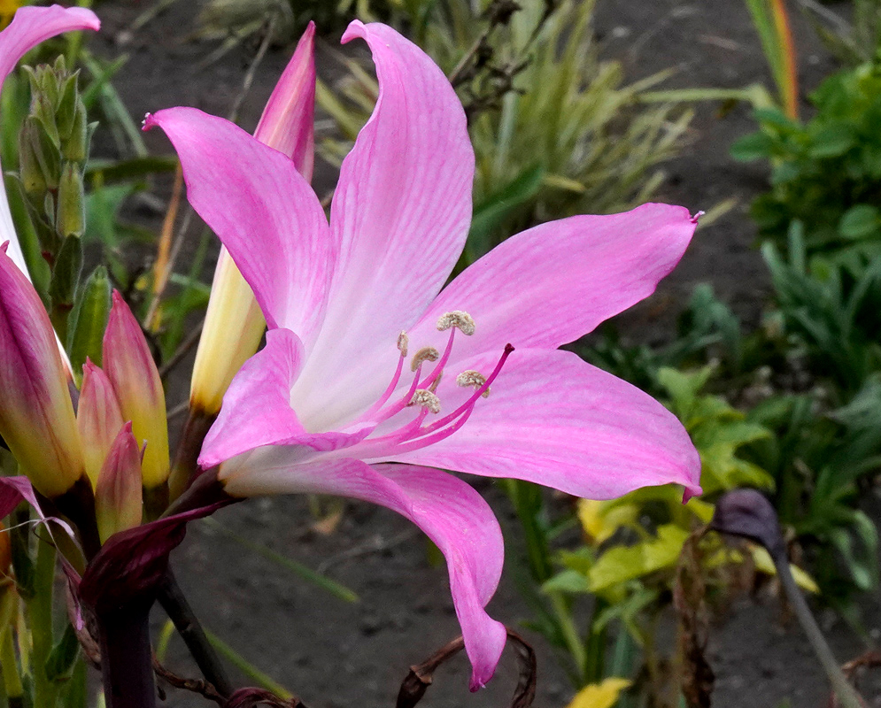 Crinum × powellii Single Bloom A close-up view of a single pink Crinum × powellii flower with soft striped petals and white filaments emerging from its trumpet-like structure