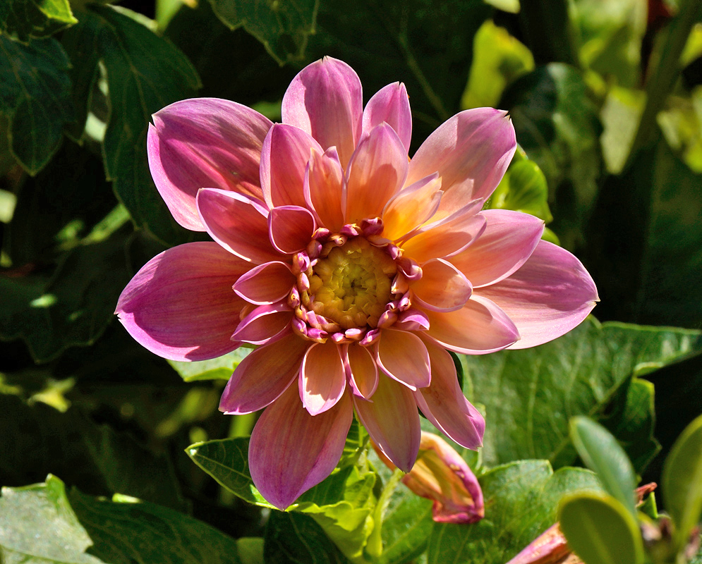 Dahlia pinnata Pink Flower A tender pink and peach Dahlia pinnata flower with soft petals opening around a pale yellow center