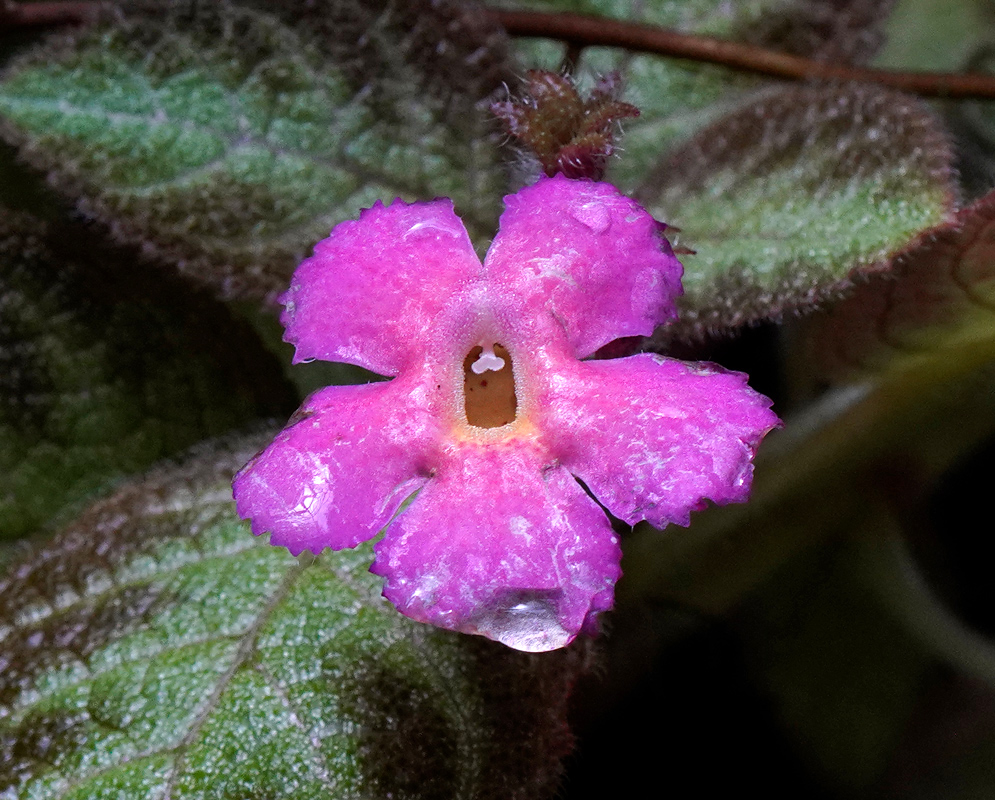 Episcia cupreata Pink Flower A close-up of a single fuzzy pink Episcia cupreata flower with a small brownish throat, surrounded by textured, hairy green leaves