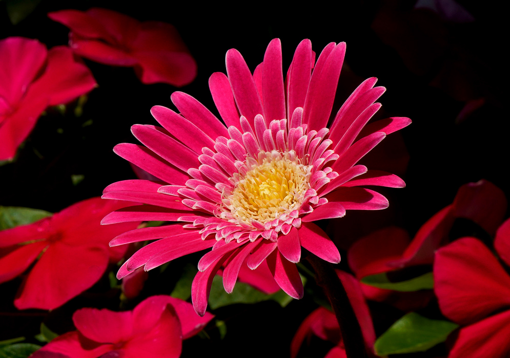 A pink Gerbera jamesonii flower with a yellow center and double rows of slender petals blooming among similarly colored blossoms