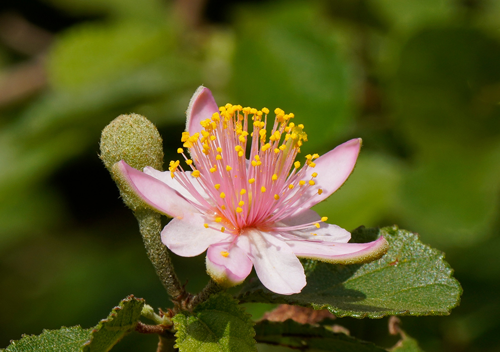 A pink variant of Grewia occidentalis blooming with pastel petals and golden filaments