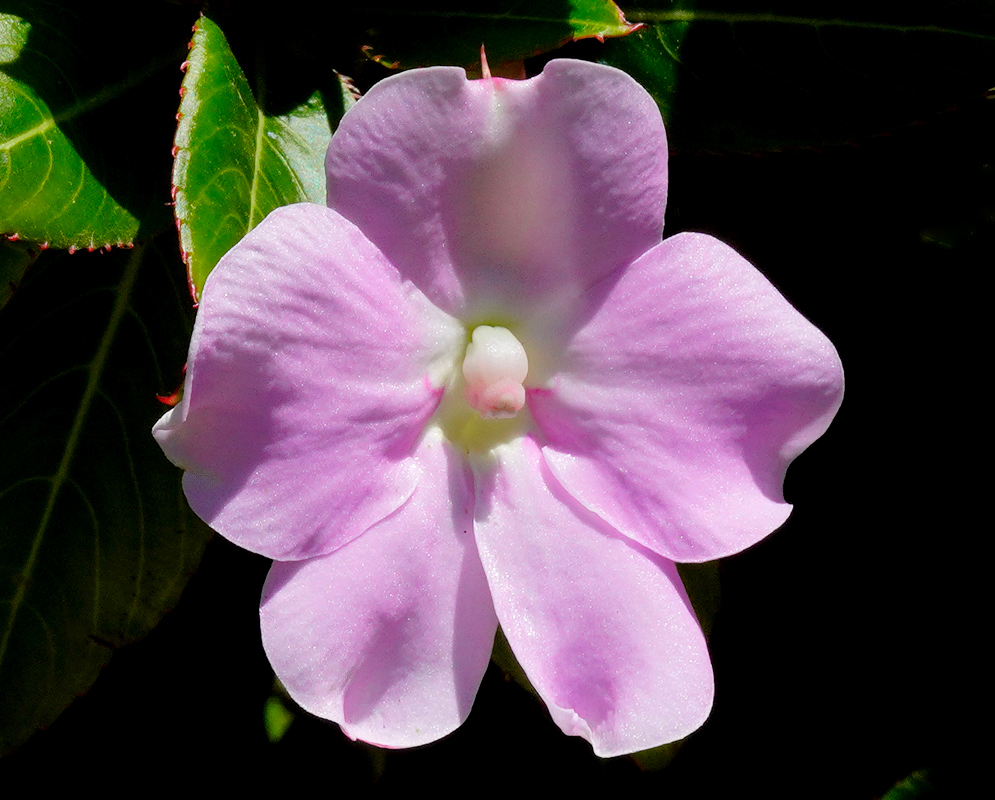 A close-up of a light pink Impatiens sodenii flower with smooth petals and a central bud, highlighted by sunlight against dark foliage