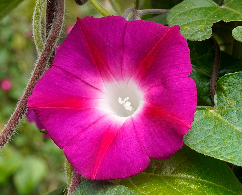 Pink Flower of Ipomoea purpurea A vivid pink Ipomoea purpurea flower with intense red lines converging toward a bright white center, surrounded by soft green leaves and fuzzy stems