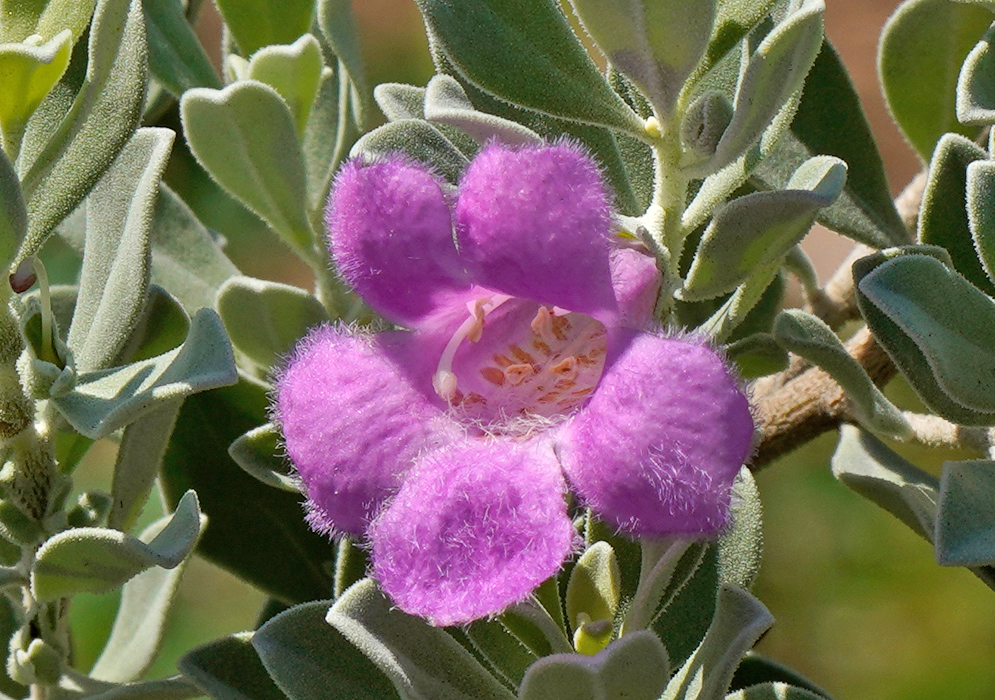Close-up of Leucophyllum frutescens with tubular fuzzy petals and curled stamens at the cente