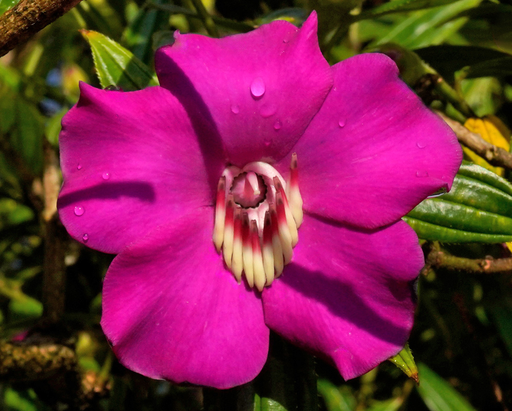 A magenta flower of Meriania speciosa with five broad petals and a prominent cluster of curved white stamens tinged with pink, surrounded by glossy green foliage