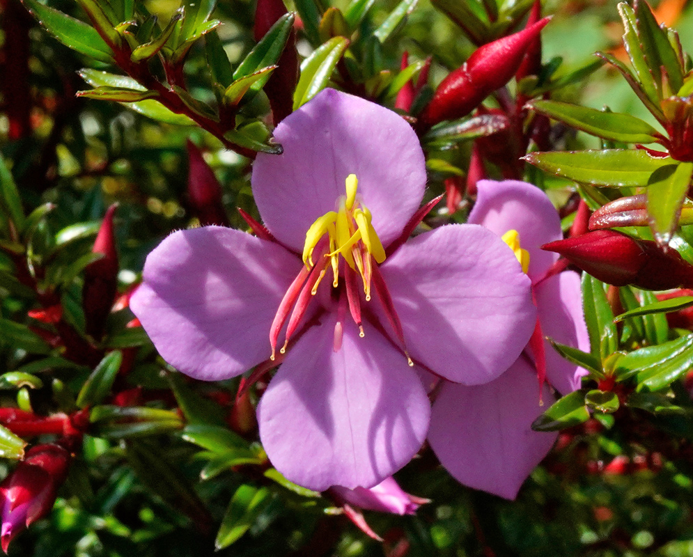 A pink flower of Monochaetum myrtoideum with four rounded petals, bright yellow stamens, and contrasting pink filaments surrounded by dense green foliage and unopened red buds