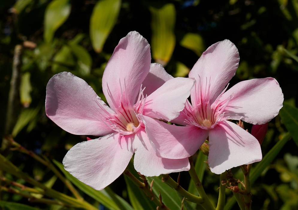 Nerium oleander Pink Flower Two light pink Nerium oleander flowers with five broad petals and delicate central filaments, blooming against a green leafy background
