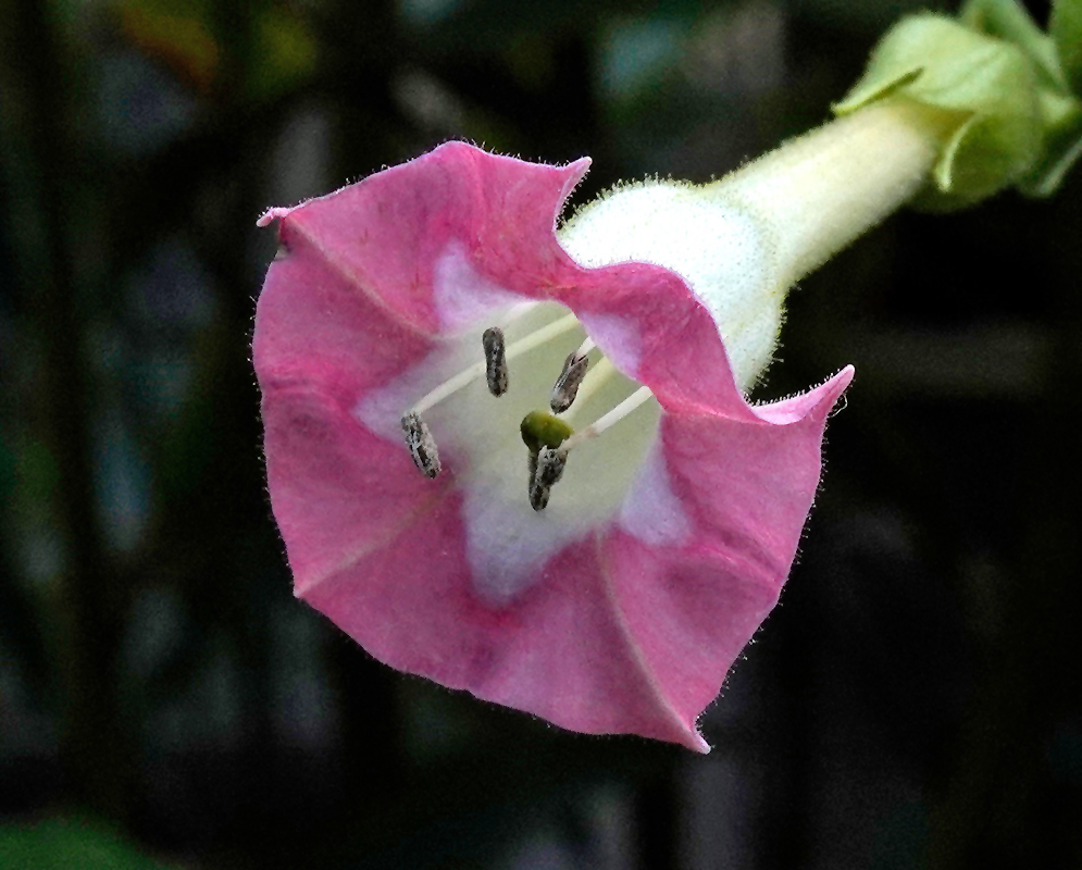 Nicotiana tabacum Pink Flower A pink tubular flower of Nicotiana tabacum with a flared five-lobed corolla and visible stamens emerging from a fuzzy white throat, shown in close-up