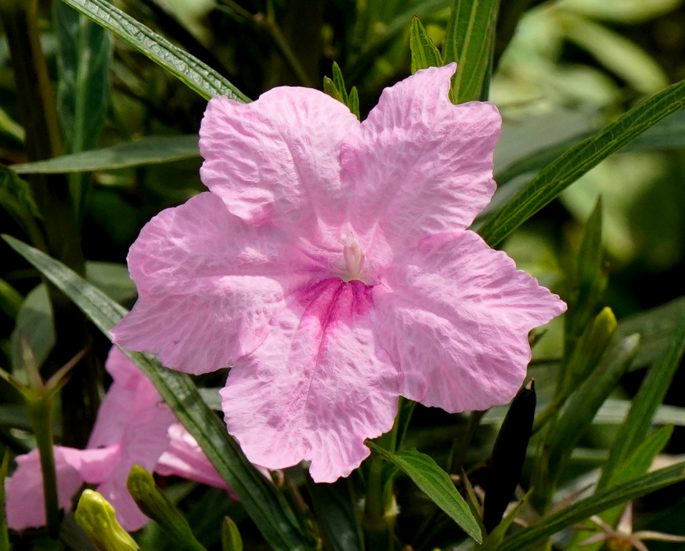 Ruellia simplex Pink Flower Soft pink ruellia simplex flower in full bloom showing faint purple veins and a five-lobed shape