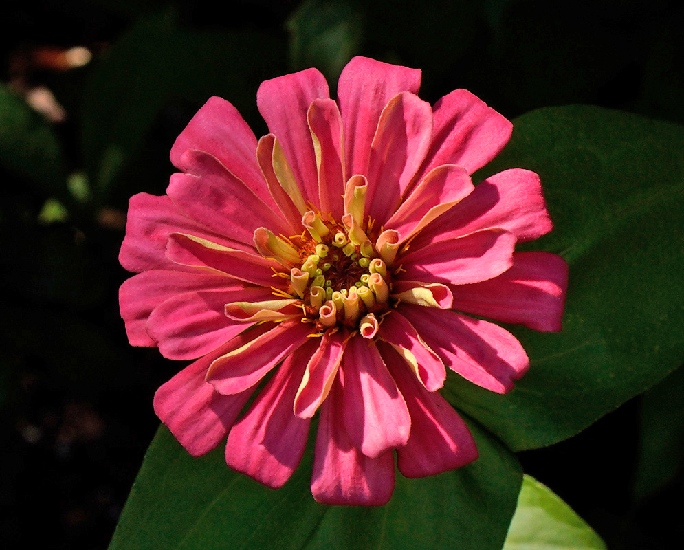 Bright pink Zinnia elegans flower in full bloom with curled petals and a yellow ring around its center