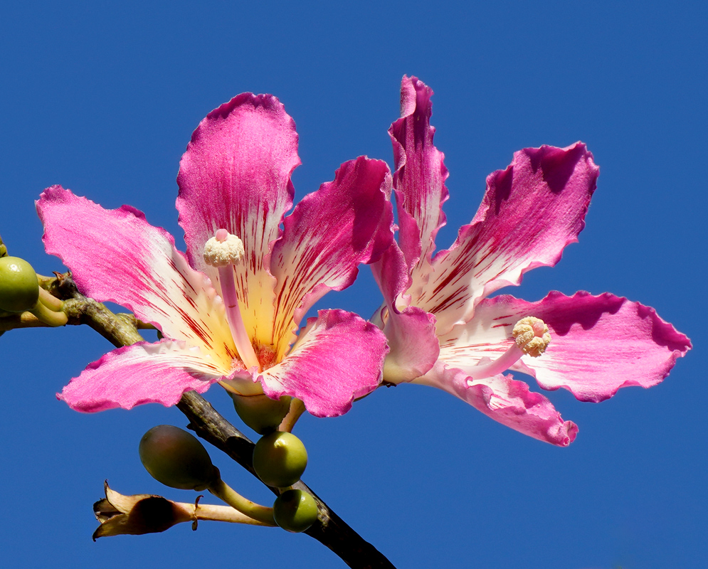 Ceiba Speciosa Pink Flowers Multiple blooming Ceiba speciosa flowers with pink, star-shaped petals and pale centers, clustered among green foliage on a sunny day