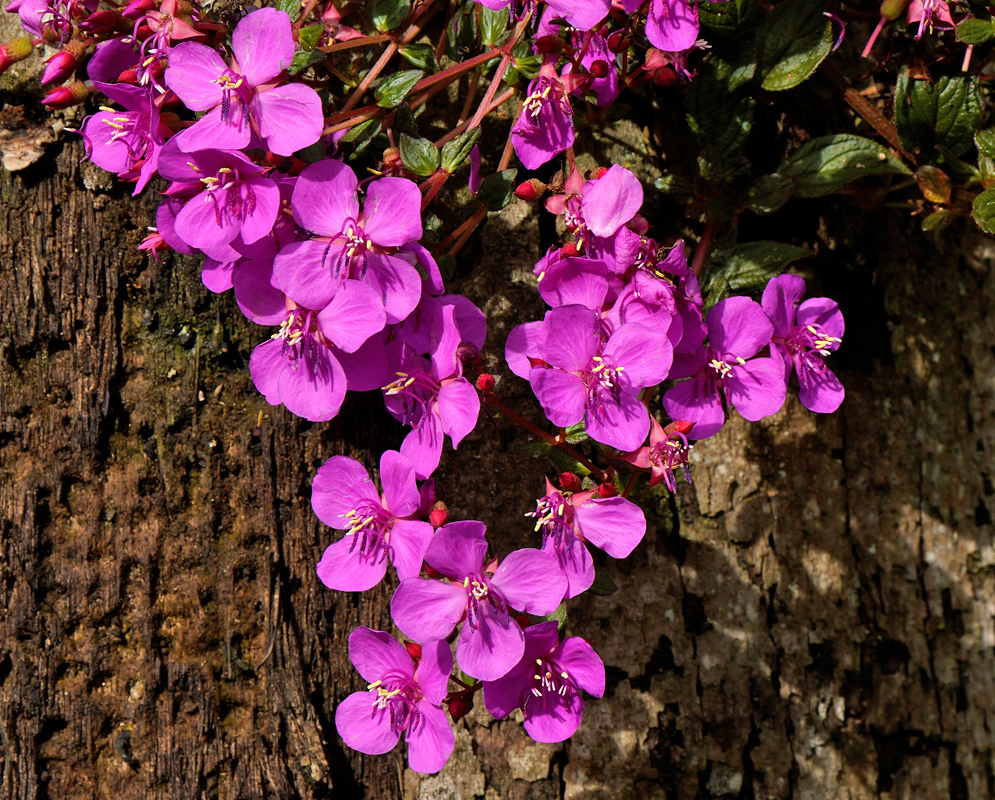 Centradenia floribunda Pink Flowers A cascading cluster of vibrant pink Centradenia floribunda flowers hanging over a textured tree trunk