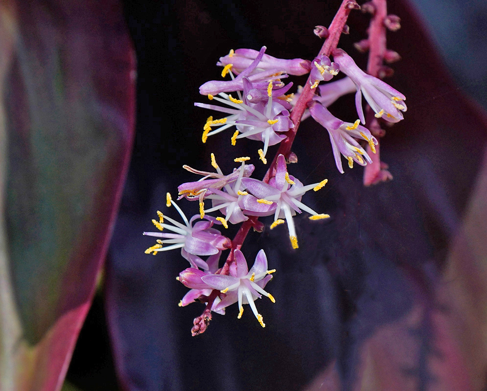 Cordyline fruticosa Pink Flowers A close-up of Cordyline fruticosa flowers with delicate pinkish-purple petals and bright yellow stamens emerging along a red floral stalk