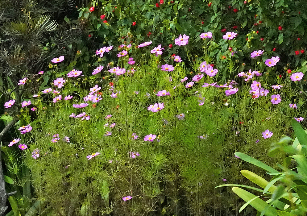 Cosmos bipinnatus with lacy leaves and pink flowers in a garden