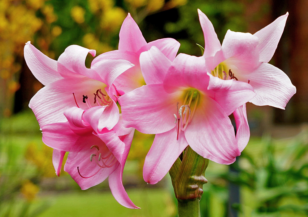 A cluster of Crinum powellii pink flowers