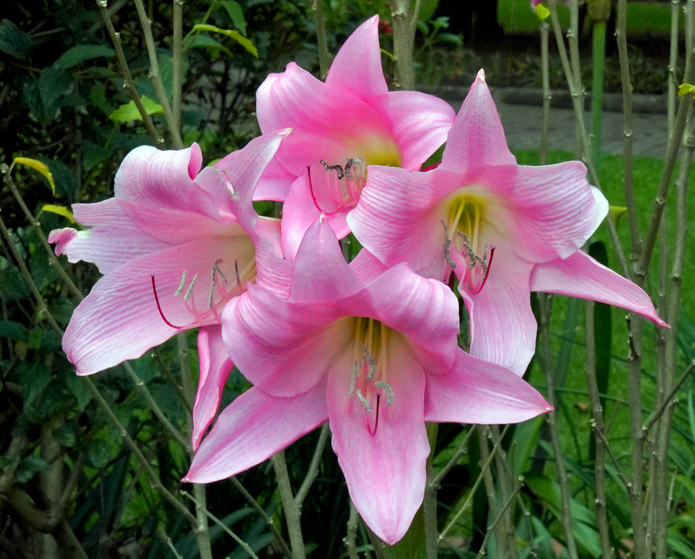 Crinum × powellii Pink Flower Cluster A vibrant cluster of trumpet-shaped pink Crinum × powellii flowers in full bloom, displaying elegant curved petals and prominent stamens