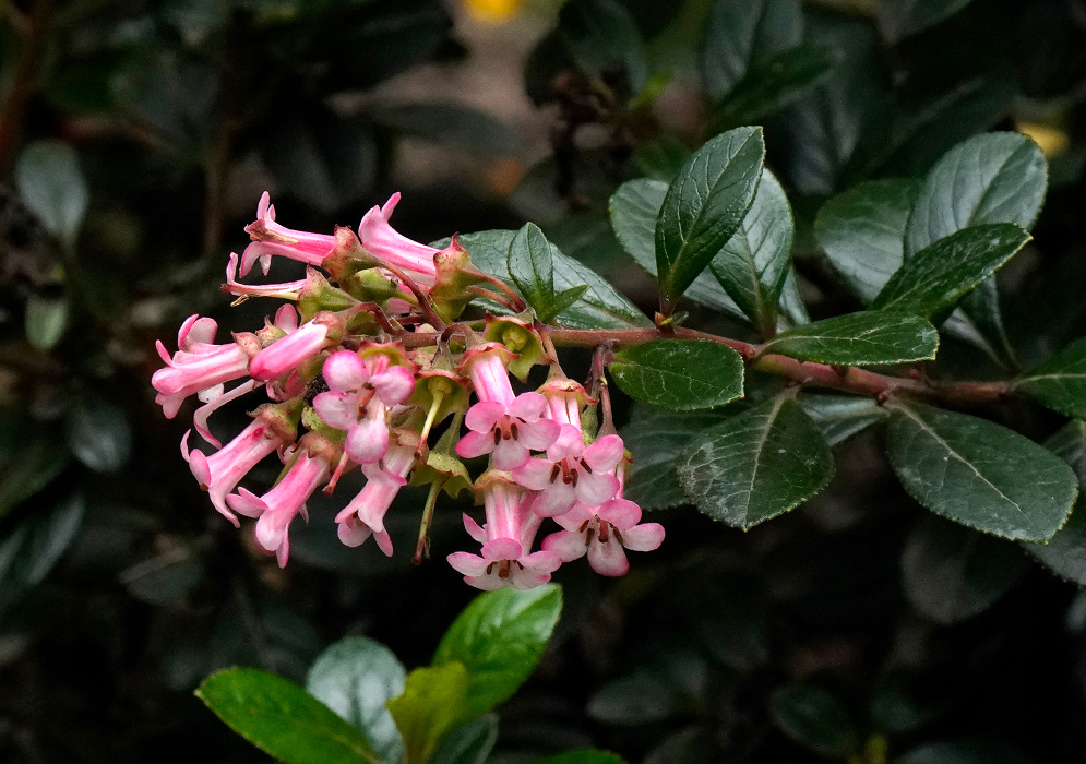 Close-up of Escallonia macrantha with small trumpet-shaped pink flowers arranged in a dense cluster on dark leafy stems