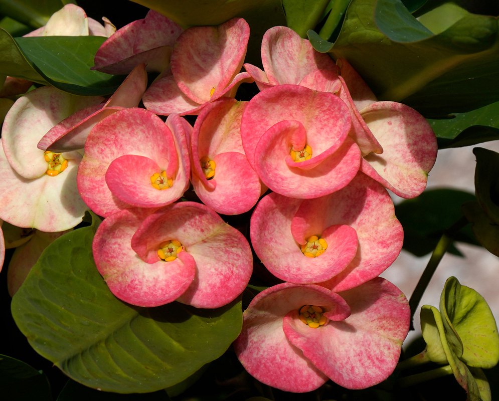 A tight cluster of Euphorbia millii flowers with rounded pink and cream bracts and small yellow centers, surrounded by thick green leaves