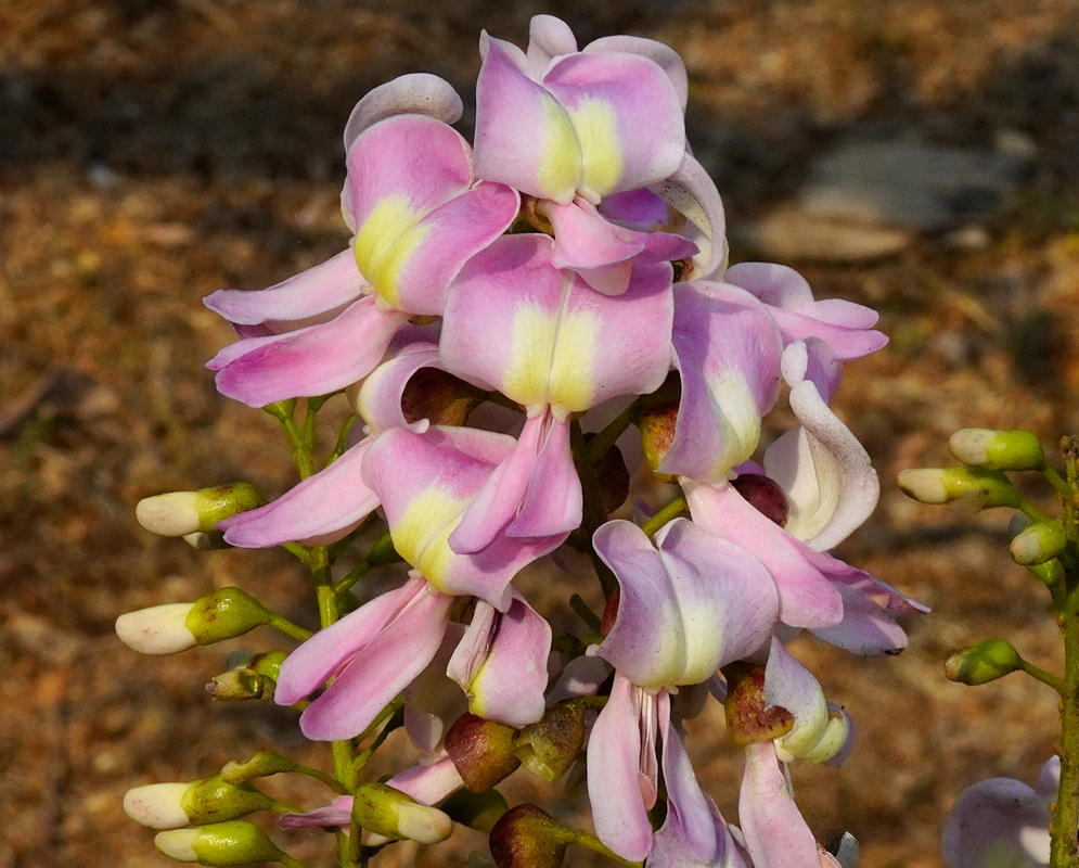 Close-up of Gliricidia sepium flowers showing soft pink petals with creamy yellow centers clustered tightly along a green stalk