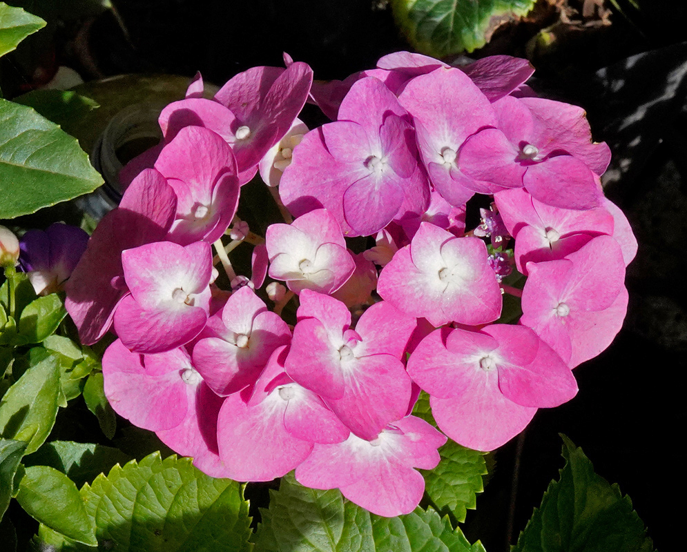 A vibrant cluster of bright pink Hydrangea macrophylla flowers arranged in a near-perfect circle against leafy greenery