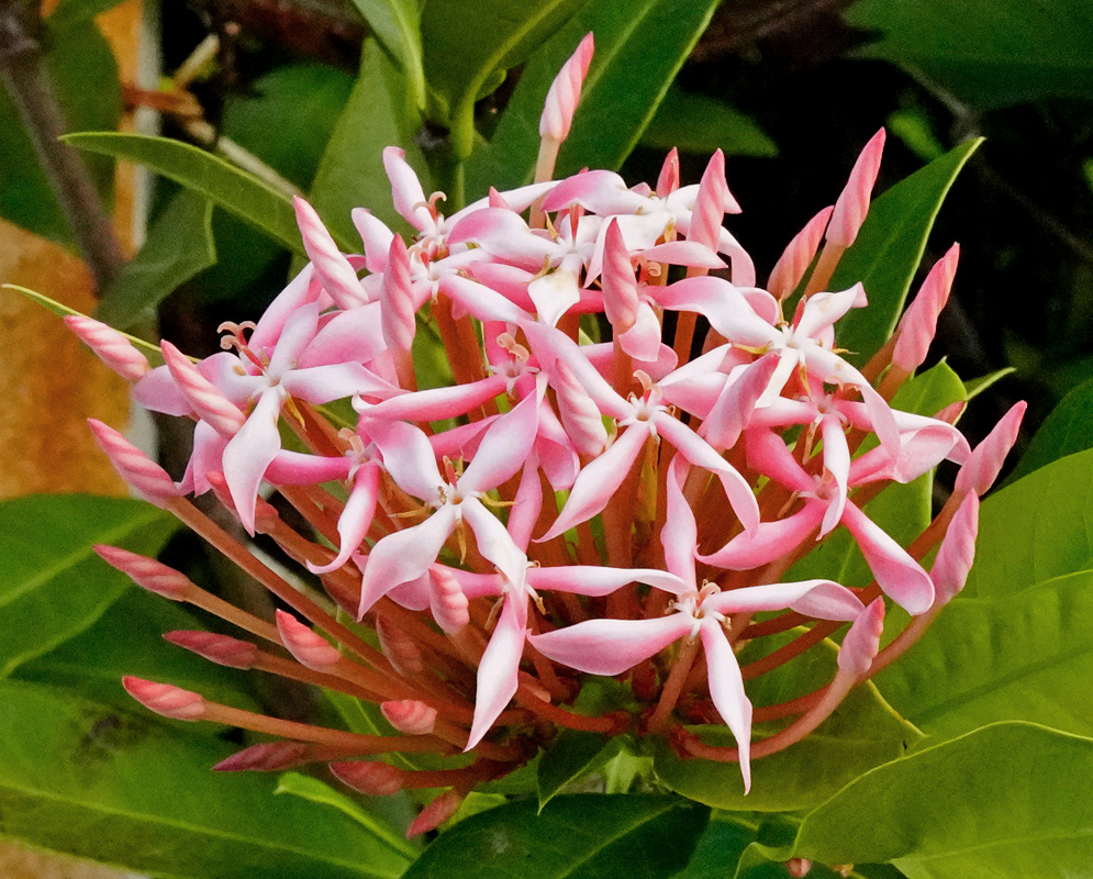 Dome-shaped cluster of slender pink Ixora coccinea flowers with narrow petals radiating symmetrically over light green foliage