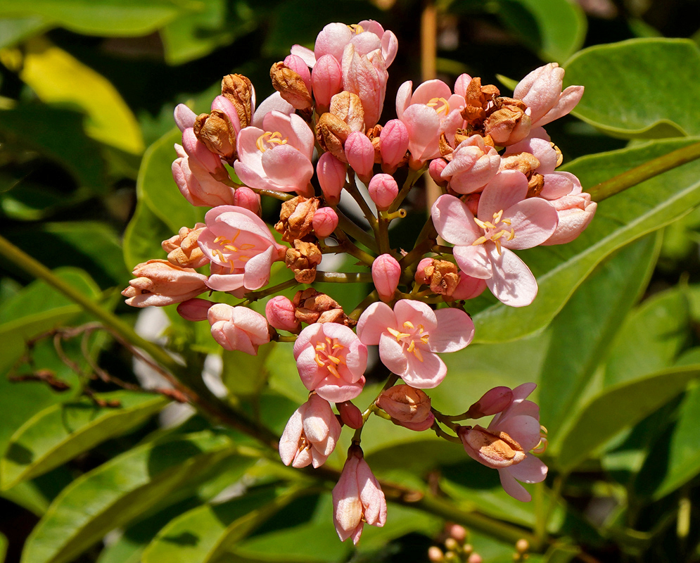 Soft pink Jatropha integerrima flowers in bloom with visible yellow centers and glossy green leaves in natural lighting