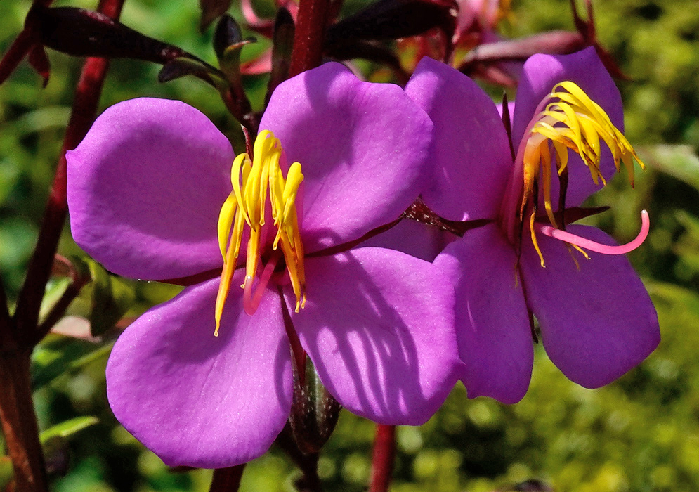 Two vivid pink flowers of Monochaetum myrtoideum with broad petals and yellow anthers extending above deep pink filaments, blooming on a reddish stem