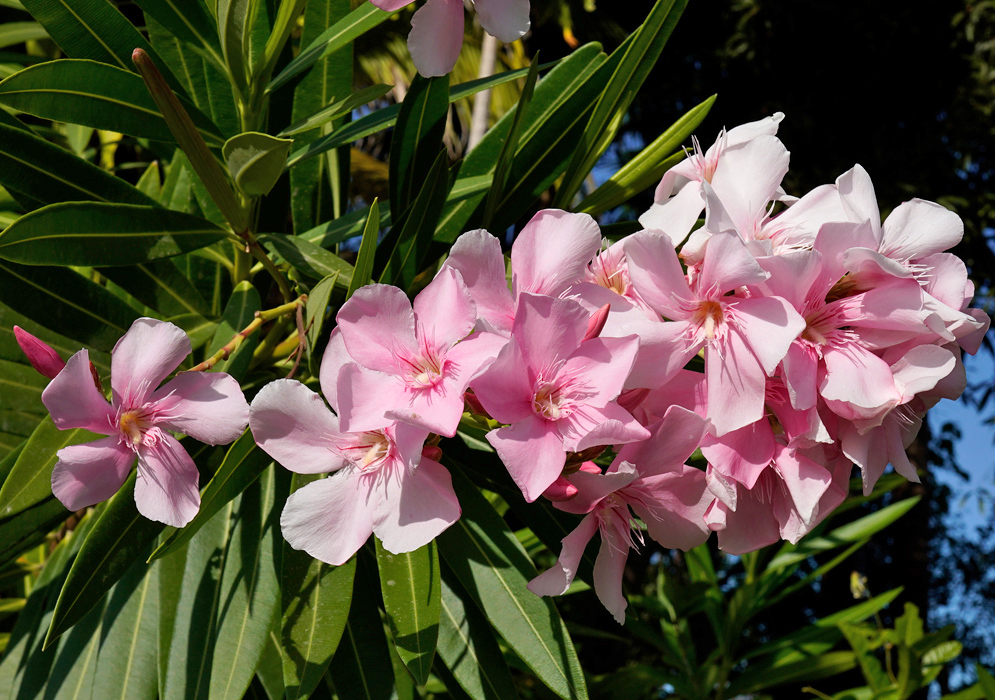 Nerium oleander Cluster Bloom A large cluster of Nerium oleander flowers in soft pink hues blooming among long, narrow green leaves in full sun