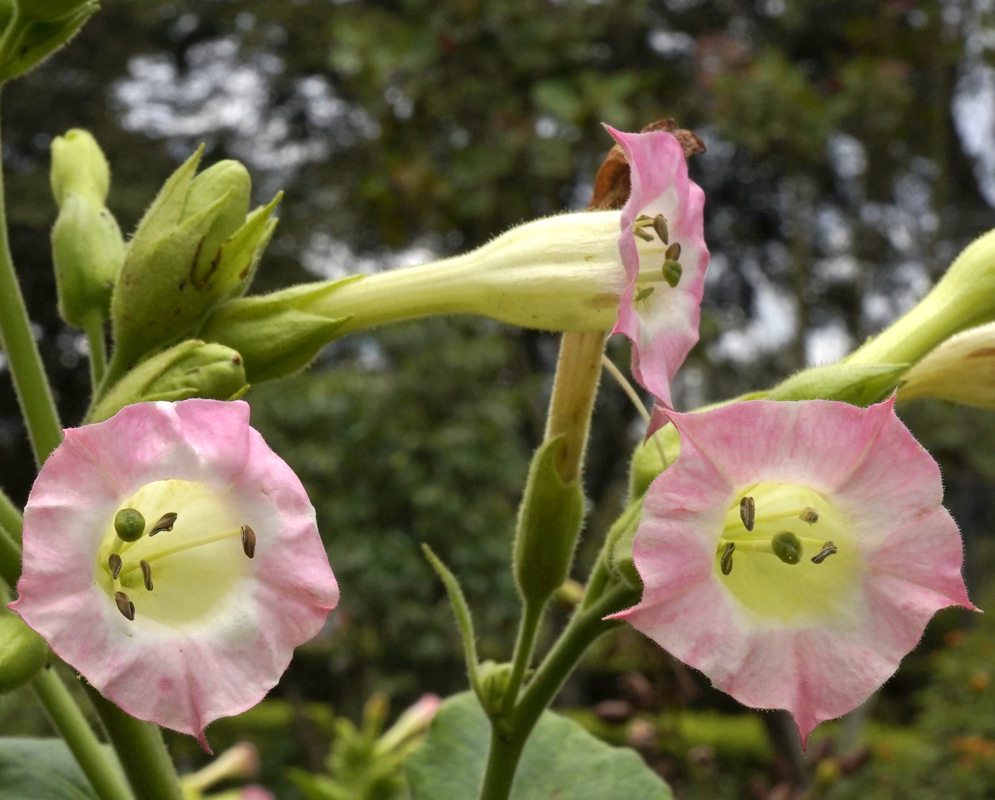A Nicotiana tabacum branch with green buds and pink flowers