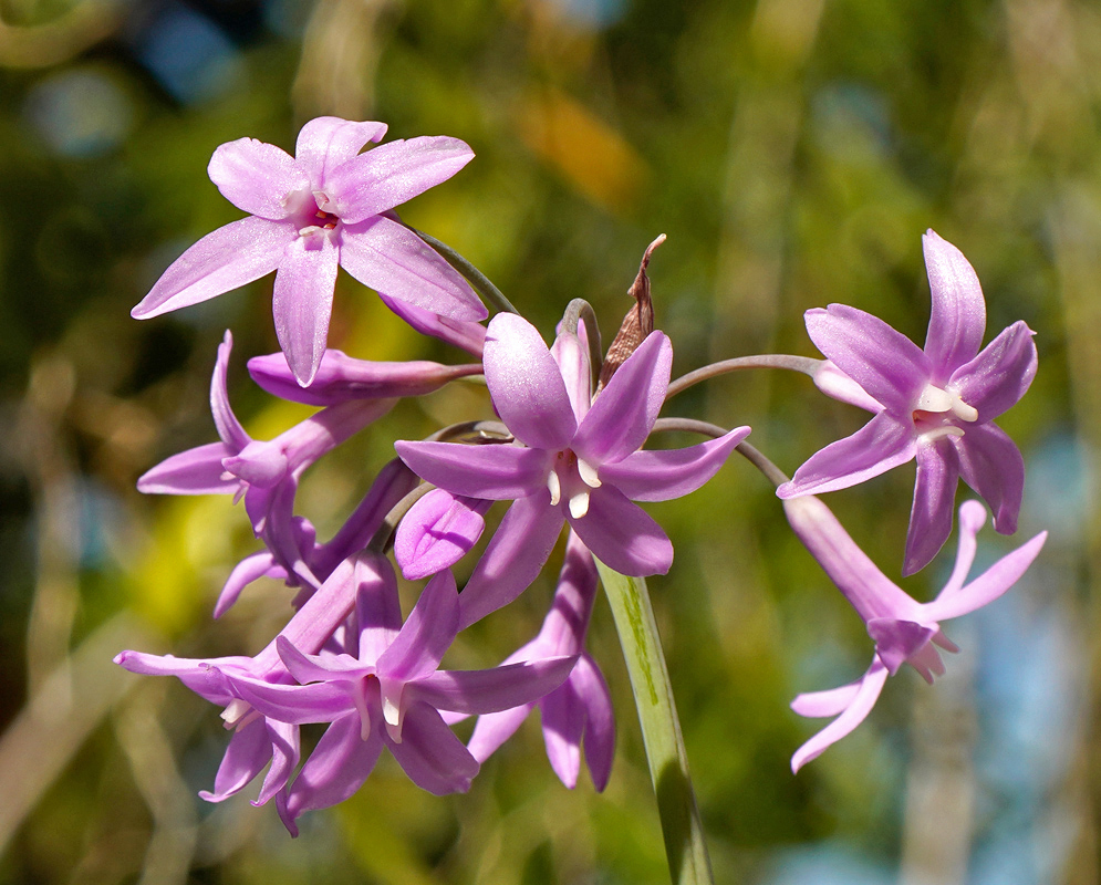 Tulbaghia violacea Pink Flower Cluster A cluster of delicate star-shaped pink flowers of Tulbaghia violacea blooming on long green stalks with a blurred natural background