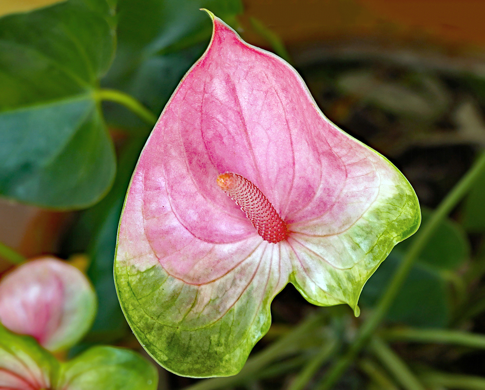 Pink and green Anthurium andraeanum flower with a pink spandix