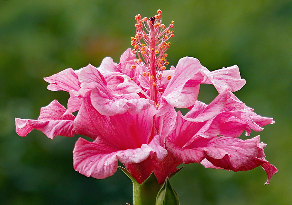 Dark pink double Hibiscus rosa sinensis flower